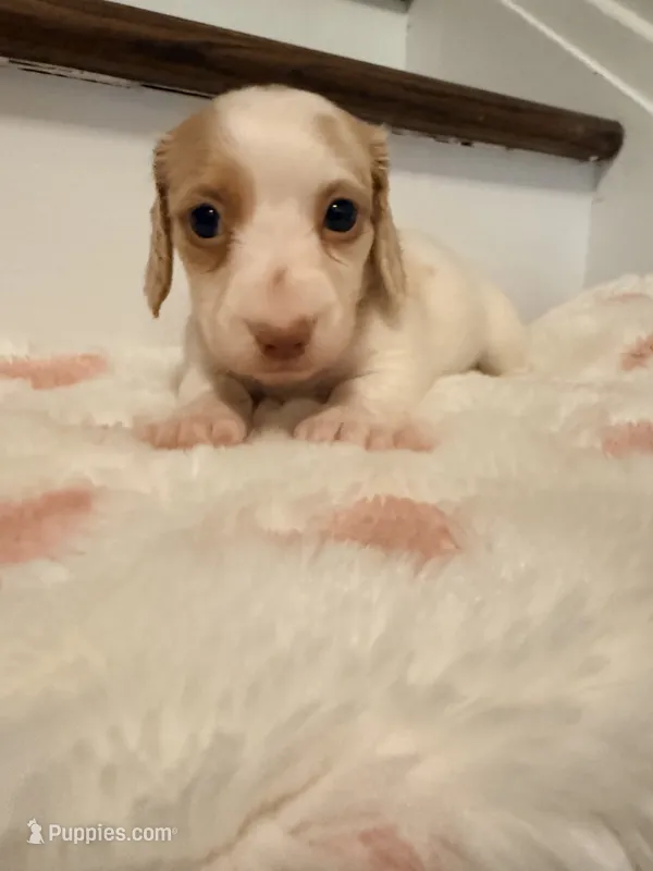 🩷Daisy🩷 – Miniature Dachshund puppy for sale in Plum, PA