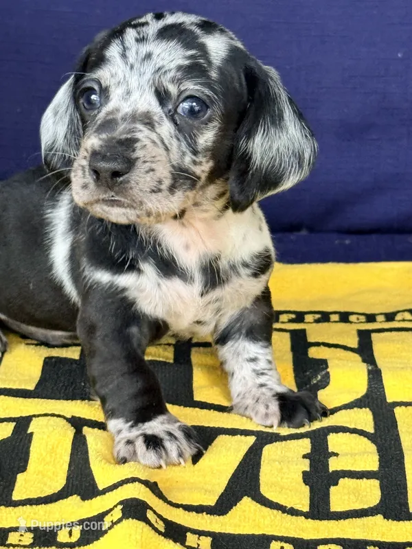 💙Smokey💙 – Miniature Dachshund puppy for sale in Plum, PA