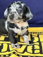 💙Smokey💙, a male Miniature Dachshund for sale in Plum, PA – 1 of 10
