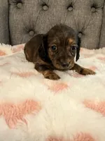 💜Webby💜, a female Miniature Dachshund for sale in Plum, PA – 2 of 4