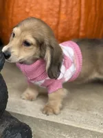 Cream LH Ellie🩷, a female Miniature Dachshund for sale in Plum, PA – Photo 4 of 9