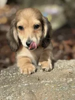 Cream LH Ellie🩷, a female Miniature Dachshund for sale in Plum, PA – Photo 2 of 9