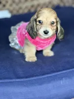 Cream LH Ellie🩷, a female Miniature Dachshund for sale in Plum, PA – Photo 5 of 9