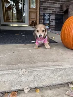 Cream LH Ellie🩷, a female Miniature Dachshund for sale in Plum, PA – Photo 6 of 9