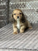 Malone, a male Miniature Dachshund for sale in Plum, PA – Photo 6 of 9