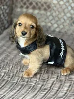 Malone, a male Miniature Dachshund for sale in Plum, PA – Photo 5 of 9