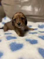 Malone, a male Miniature Dachshund for sale in Plum, PA – Photo 7 of 9