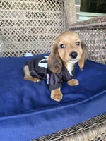 Malone, a male Miniature Dachshund for sale in Plum, PA – Photo 2 of 9