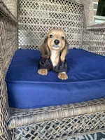 Malone, a male Miniature Dachshund for sale in Plum, PA – Photo 4 of 9