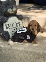 Malone, a male Miniature Dachshund for sale in Plum, PA – Photo 3 of 9