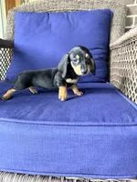 🩷Greta🩷, a female Miniature Dachshund for sale in Plum, PA – 2 of 7