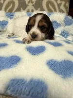 💙Chip💙, a male Miniature Dachshund for sale in Plum, PA – 2 of 7