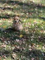 Cream LH Arthur🩵, a male Miniature Dachshund for sale in Plum, PA – Photo 1 of 9