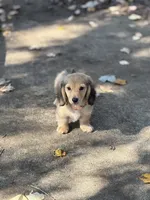 Cream LH Arthur🩵, a male Miniature Dachshund for sale in Plum, PA – Photo 5 of 9