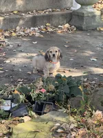 Cream LH Arthur🩵, a male Miniature Dachshund for sale in Plum, PA – Photo 6 of 9