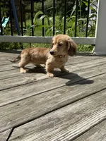 💕Paisley💕, a female Miniature Dachshund for sale in Plum, PA – 4 of 9