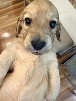 💚Guinness💚, a male Miniature Dachshund for sale in Plum, PA – 2 of 8