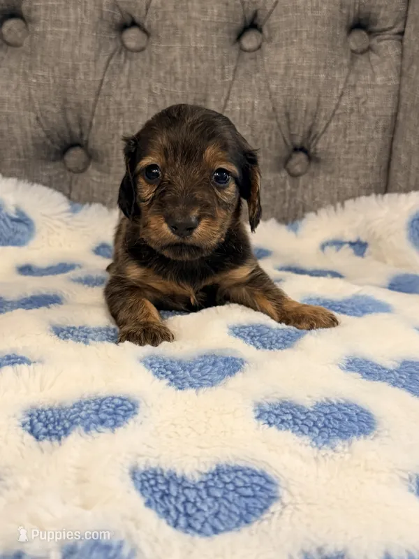 💚Huey💚 – Miniature Dachshund puppy for sale in Plum, PA