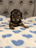 💚Huey💚, a male Miniature Dachshund for sale in Plum, PA – 1 of 3