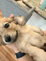 💚Guinness💚, a male Miniature Dachshund for sale in Plum, PA – 3 of 8
