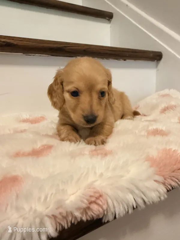 💜Penny💜 – Miniature Dachshund puppy for sale in Plum, PA