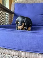 🩷Greta🩷, a female Miniature Dachshund for sale in Plum, PA – 7 of 7