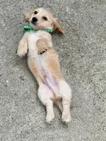 💙Boba💙, a male Miniature Dachshund for sale in Plum, PA – 2 of 9