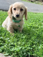 💙Boba💙, a male Miniature Dachshund for sale in Plum, PA – 4 of 9