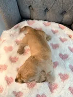 🩷Lil Miss Dolly🩷, a female Miniature Dachshund for sale in Plum, PA – 7 of 9