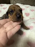 Ruby, a female Miniature Dachshund for sale in Plum, PA – Photo 7 of 10