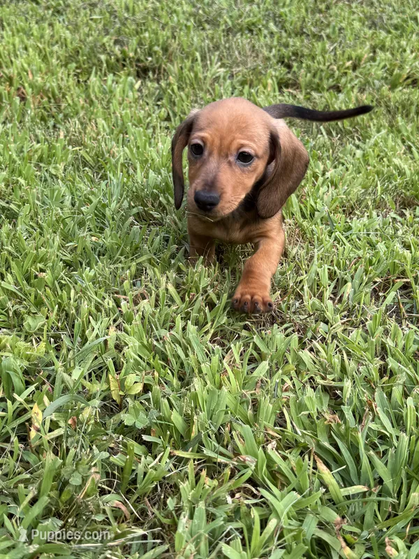 Ruby, a female Miniature Dachshund for sale in Plum, PA – Photo 1 of 10