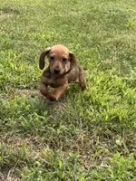 Ruby, a female Miniature Dachshund for sale in Plum, PA – Photo 2 of 10