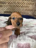 Ruby, a female Miniature Dachshund for sale in Plum, PA – Photo 5 of 10