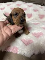 Ruby, a female Miniature Dachshund for sale in Plum, PA – Photo 6 of 10