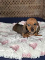 Ruby, a female Miniature Dachshund for sale in Plum, PA – Photo 4 of 10