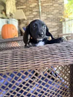 💚Jett💚, a male Miniature Dachshund for sale in Plum, PA – 5 of 9