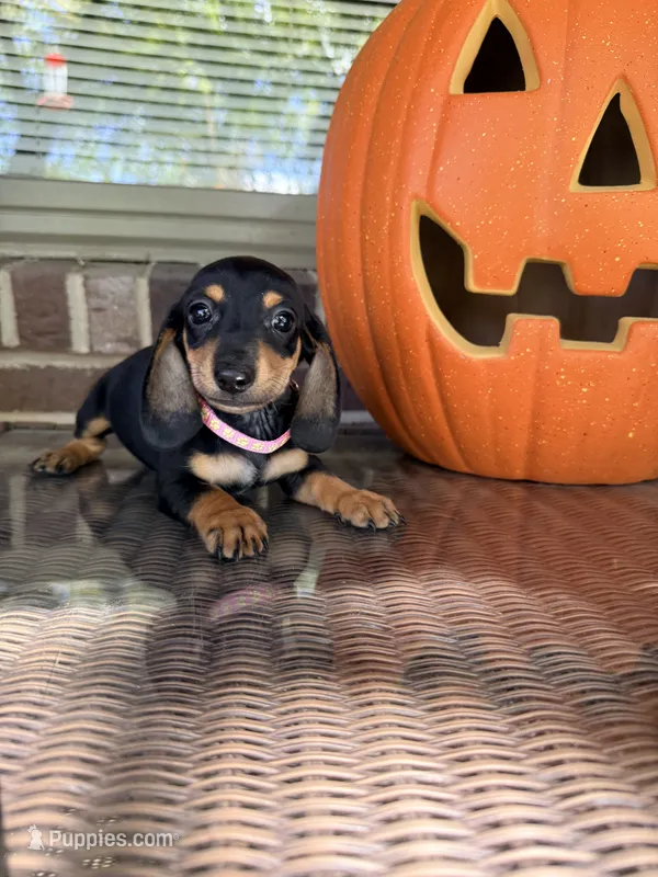 🩷Greta🩷 – Miniature Dachshund puppy for sale in Plum, PA