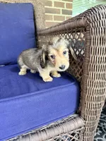 💙Gus💙, a male Miniature Dachshund for sale in Plum, PA – 6 of 8