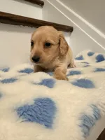 💙Boba💙, a male Miniature Dachshund for sale in Plum, PA – 5 of 6