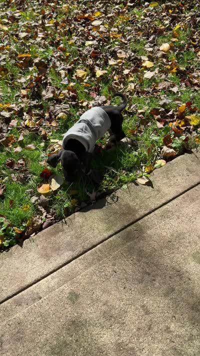 💚Jett💚, a male Miniature Dachshund for sale in Plum, PA – 9 of 9