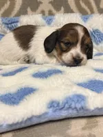 🩵Charley🩵, a male Miniature Dachshund for sale in Plum, PA – 5 of 7