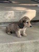 Cream LH Bentley💙, a male Miniature Dachshund for sale in Plum, PA – Photo 6 of 8