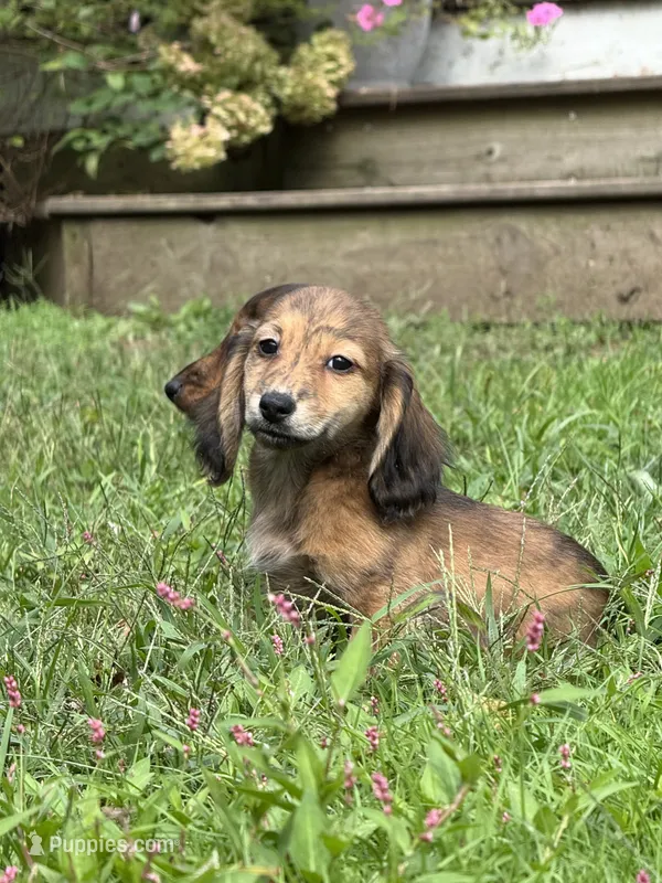 💙Luey💙 – Miniature Dachshund puppy for sale in Plum, PA