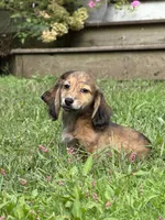 💙Luey💙, a male Miniature Dachshund for sale in Plum, PA – 1 of 10