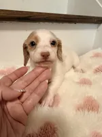 🩷Daisy🩷, a female Miniature Dachshund for sale in Plum, PA – 2 of 6