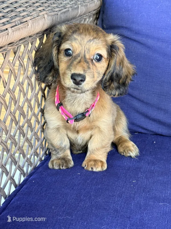 🩷April🩷 – Miniature Dachshund puppy for sale in Plum, PA