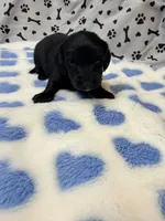 🩵ONYX🩵, a male Miniature Dachshund for sale in Plum, PA – Photo 3 of 3