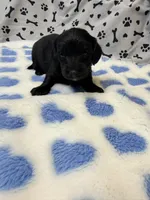 🩵ONYX🩵, a male Miniature Dachshund for sale in Plum, PA – Photo 2 of 3