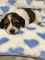 🩵Charley🩵, a male Miniature Dachshund for sale in Plum, PA – 1 of 7