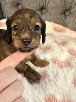 🩷April🩷, a female Miniature Dachshund for sale in Plum, PA – 2 of 4